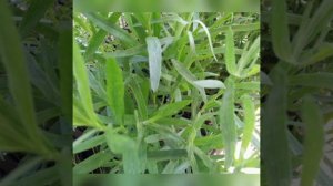 Эстрагон/тархун/Как приготовить напиток тархун. Полезные свойства.