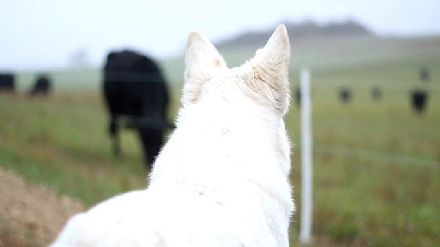 White Swiss Shepherd Elise - 4 years of journey смотреть онлайн