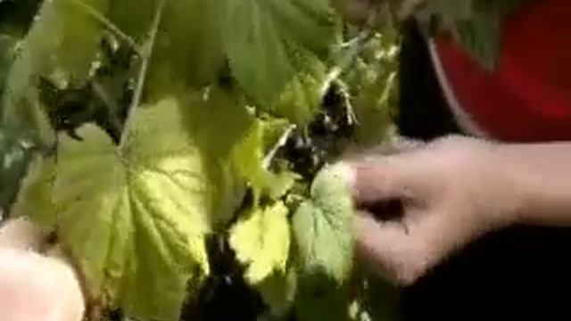 Сбор ягод Титании.wmv смотреть онлайн