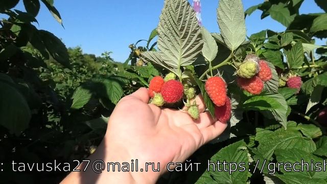 ГОРДОСТЬ РОССИИ сорт малины название которой само говорит за себя