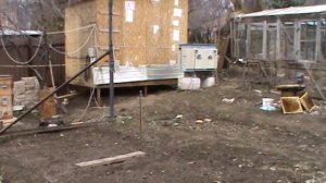 Подкормка пчел сиропом с чесноком