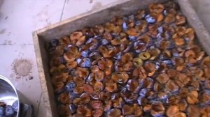 Сливы. Сушим сливы на солнце. Часть 1