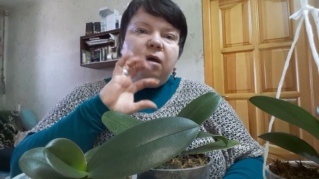 Голландские Орхи. Мульти, миди, МИНИ часть2 смотреть онлайн