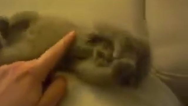 Приколы про котов - Узнай себя утром. смотреть онлайн