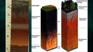 §28 "Формирование и свойства почв", География 8 класс, Домогацких