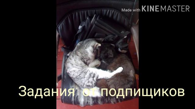 Задавай разные задания для меня и моих животных. смотреть онлайн