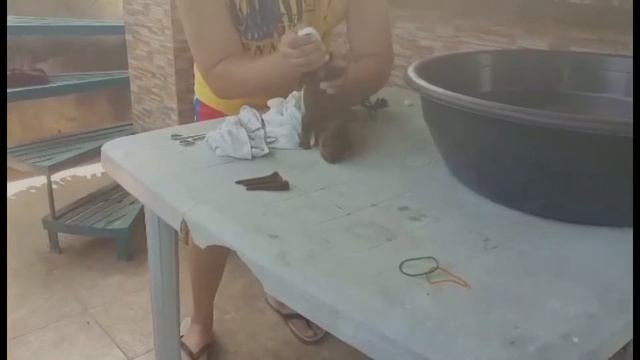 Doberman puppies tail docking tutorial смотреть онлайн