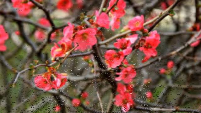 С 8 марта! смотреть онлайн