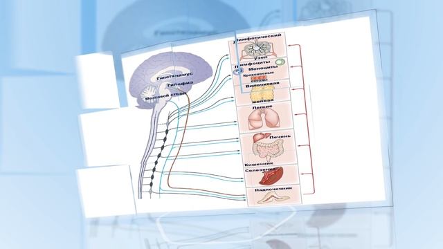 Вегетативная нервная система. Лечение вегетативной нервной системы смотреть онлайн