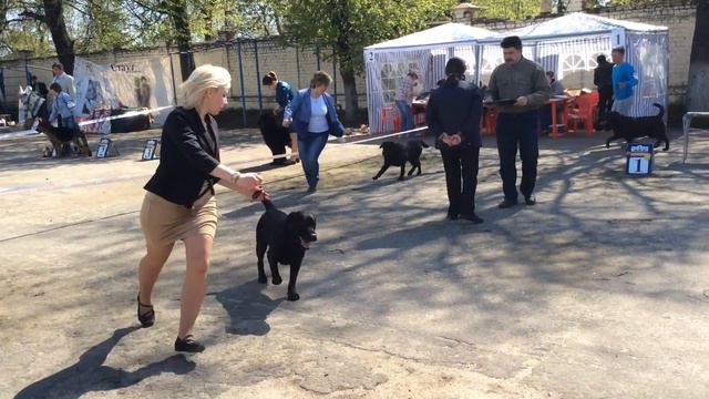 3 мая 2016. Орел. Выставка собак. Лабрадоры, сравнение на ЛПП смотреть онлайн