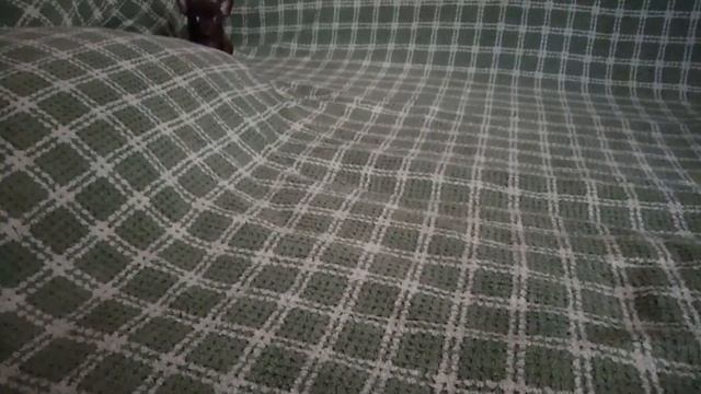 Купить щенка чихуахуа в Москве недорого. РКФ. Мини.8-905-546-66-92 смотреть онлайн