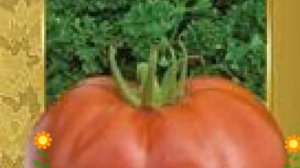 Томат обыкновенный Мамонт (Mamont). Краткий обзор, описание характеристик, где купить семена