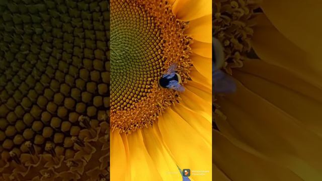Подсолнух 🌻 смотреть онлайн