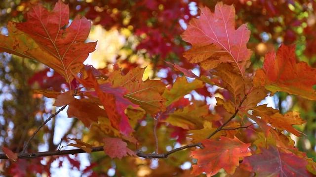 Beautiful Golden Autumn. Autumn Forest. Autumn Leaves. Footage Autumn Canon EOS 6D Mark II