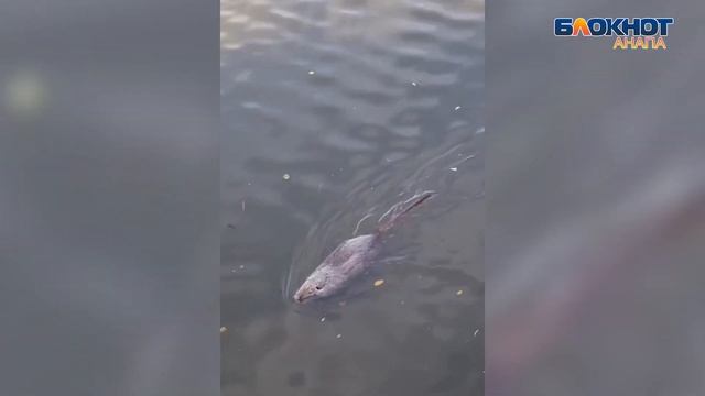 Гостья реки Анапка: в городе-курорте замечена нутрия смотреть онлайн