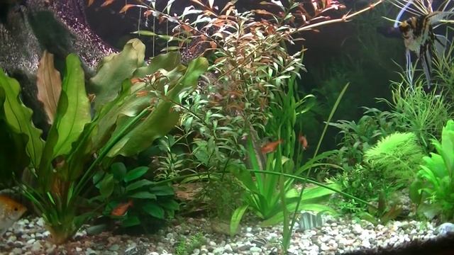 Таблица параметров воды для пресноводных аквар-ных рыб.Table of water parameters for aquarium fish. смотреть онлайн