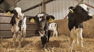 Разведение холмогорских коров как бизнес идея | Холмогорская корова