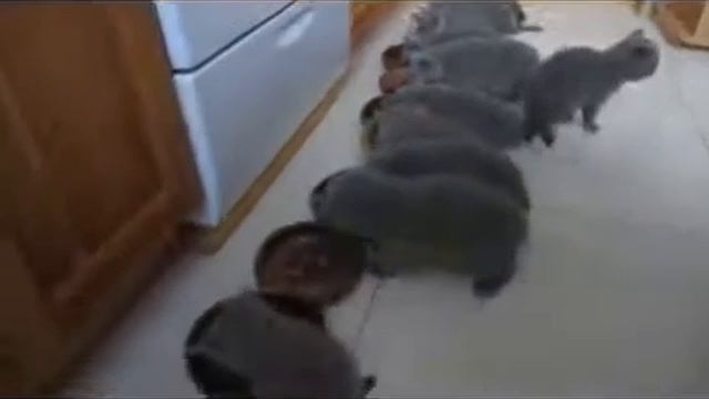 Такие смешные домашние животные смотреть онлайн