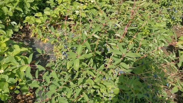 Жимолость Стрежевчанка, Сильгинка, Восторг, Уссульга. Желанные сорта на участке!!! смотреть онлайн