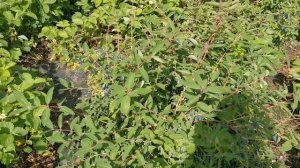 Жимолость Стрежевчанка, Сильгинка, Восторг, Уссульга. Желанные сорта на участке!!!