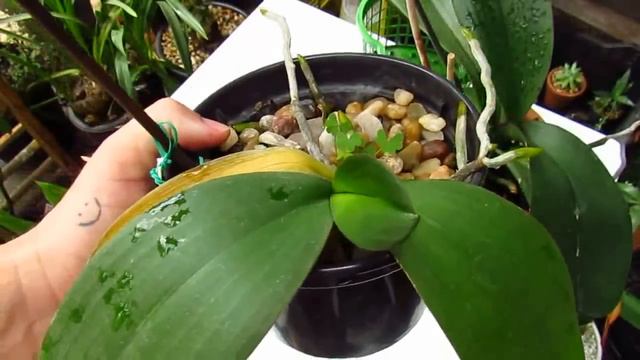 SUPER ENRAIZAMENTO DE PHALAENOPSIS PLANTADA NA TERRA E NA CASCA DE MACADÂMIA✴️ смотреть онлайн