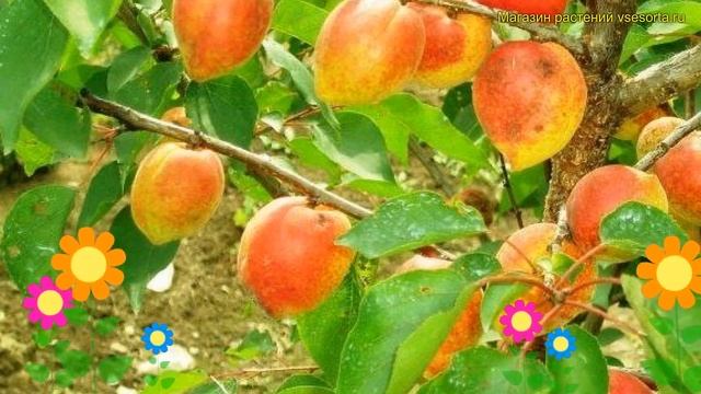 Абрикос обыкновенный. Краткий обзор, описание характеристик prunus armeniaca Академик смотреть онлайн