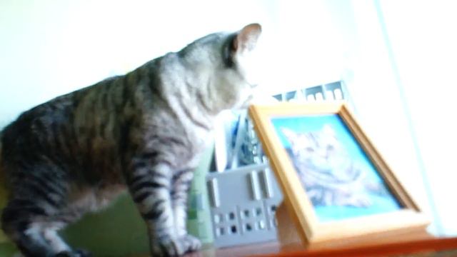 Мой британский кот [Часть2] смотреть онлайн