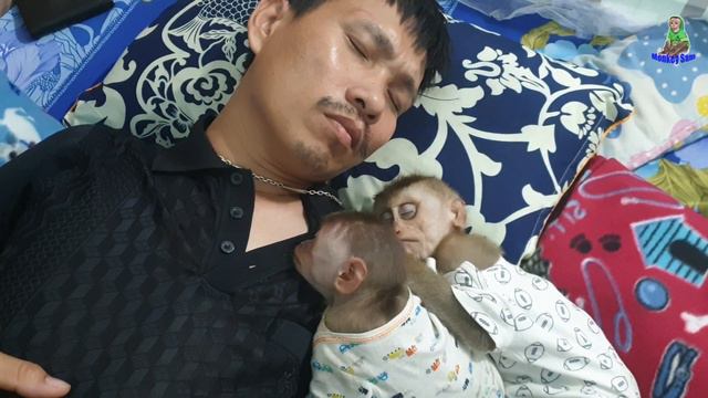 Baby Monkey Sam Asher And Daddy / Lovely Sleeping Compilation - Funny Animals