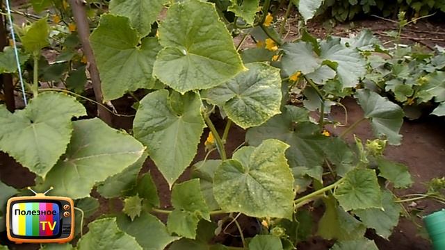 СОДА СУПЕР ПОДКОРМКА И ЗАЩИТА ВСЕГО ОГОРОДА смотреть онлайн