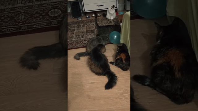 рубрика видео от подписчика  питерские кошки
