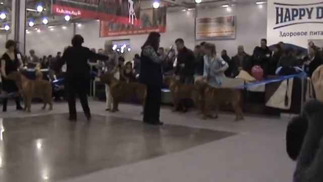 Промежуточный класс кобели.MPG смотреть онлайн