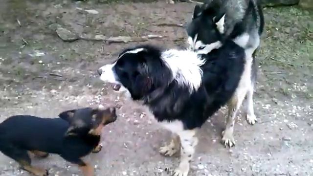 Animals, dogs sibirian husky terrier tornjak смотреть онлайн