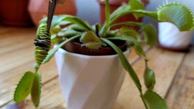 Венерина мухоловка (діонея) їсть муху #carnivorousplants #venusflytrap смотреть онлайн