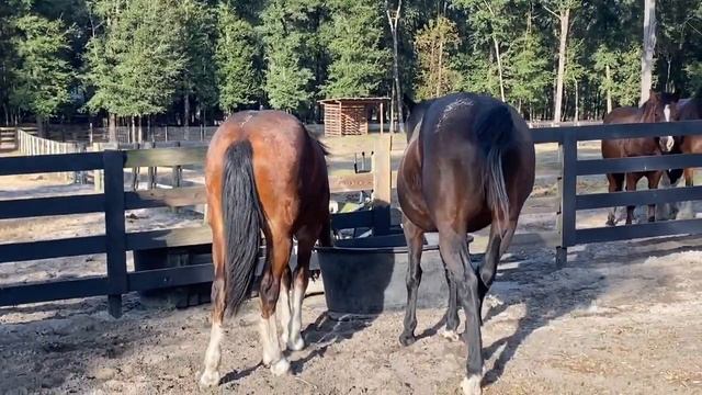 MY CLYDESDALE HORSE IS PREGNANT!!