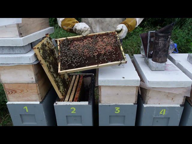 развитие отводков в шестирамочниках .часть 7 . анализ маток . нету взятка,пчелы голодают смотреть онлайн