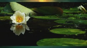 "Река и озеро", Окружающий мир 4 класс ч.1, с.71-76, Планета знаний.mp4