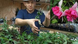 Фуксия. Наши маточники фуксии. Фуксия сохранение.