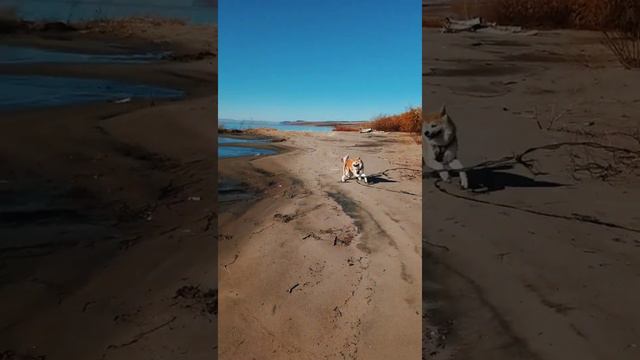 Akita inu and Labrador at sea 🌊🐕☘️🌳🌲 смотреть онлайн