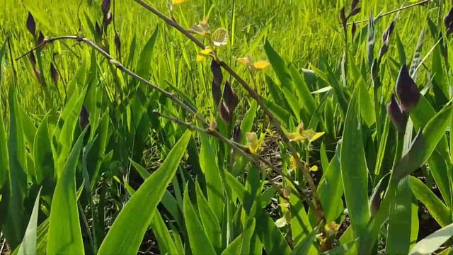 ирисы смотреть онлайн