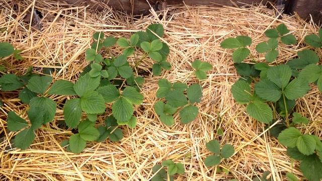 Весенняя подкормка клубники. Когда подкармливать клубнику весной смотреть онлайн