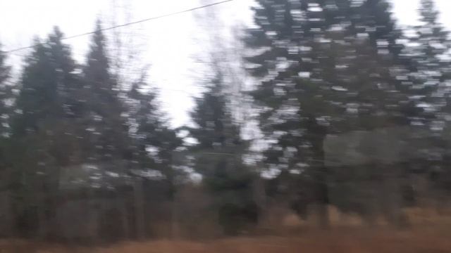 Просто Ёлочки ?