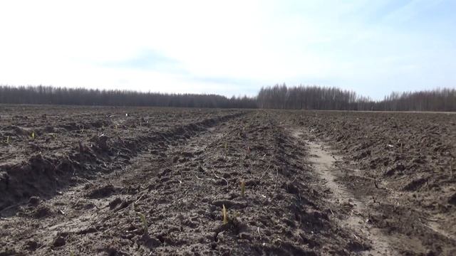 Обзор чеснока на 9 апреля 2020г. в условиях Костромской области. смотреть онлайн