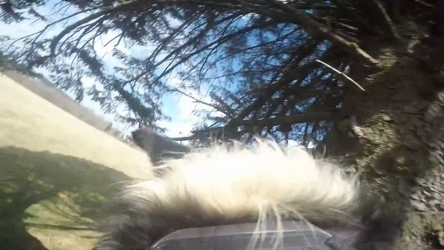 Go Pro Hero 4 Silver Dog Tree Climb Slow Motion смотреть онлайн