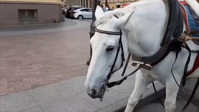 Мы снова в Питере! Заселились в номер и идём гулять. смотреть онлайн
