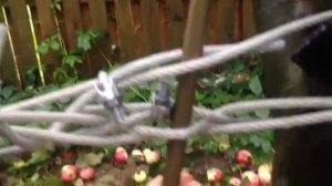 Как починить треснувший ствол яблони