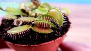 Сможет ли Мухоловка поймать быстрого Муравья? Эксперимент! alex boyko