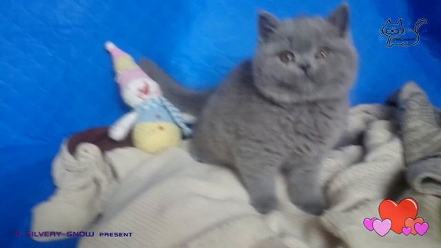 Британский котик Шон играет с махалкой. смотреть онлайн