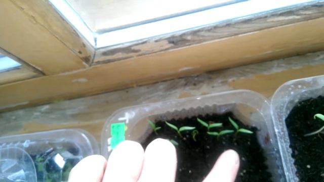Всходы баклажанов 07.04.18. смотреть онлайн
