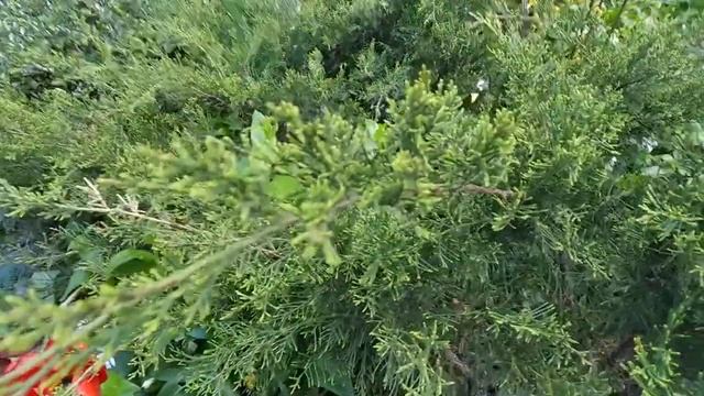 Барвинок большой (Vinca major) белого цвета смотреть онлайн