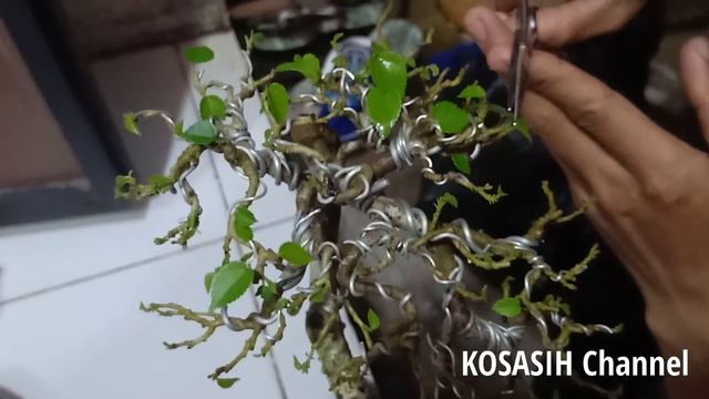 Bonsai tree care shrink leaves HIBISCUS TILIACEUS #bonsaitree #bonsaicare смотреть онлайн